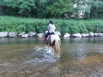 Bild 5:Vereinsmitglied mit Pferd bis Stockmaß 150cm gesucht