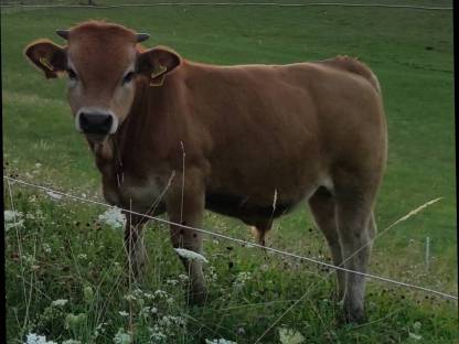Aubrac Stier