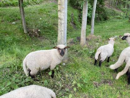 Shropshire Lamm männlich