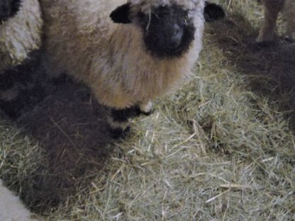 Bild 4:Walliser Schwarznasen