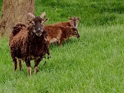 Soay Schafe - Wildschafe - 2 Böcke, halbes Jahr alt