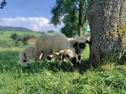 Bild 2:Walliser Schwarznasenschaf Widder