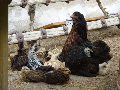 Bild 4:Araucana wildfarbig