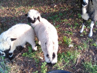 Bild 3:Walliser Schwarznasen