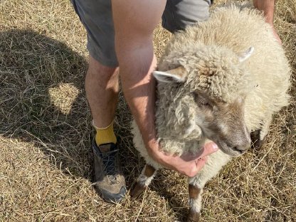 Bild 3:Bio Babydoll-Mischlingsschafe