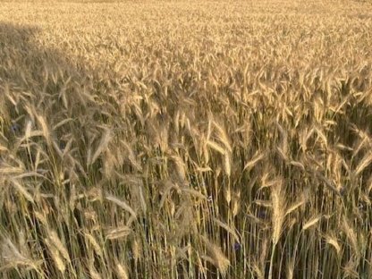 Verkaufe BIO-Austria Triticale gereinigt