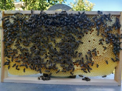 Bienen-Jungvölker Carnica