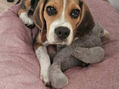 Beagle Welpe Rüde