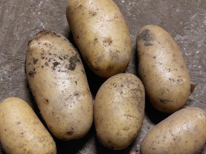 Bild 6:Speisekartoffeln