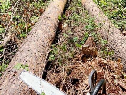 Bild 4:Holzschlägerung / -bringung und vieles mehr!