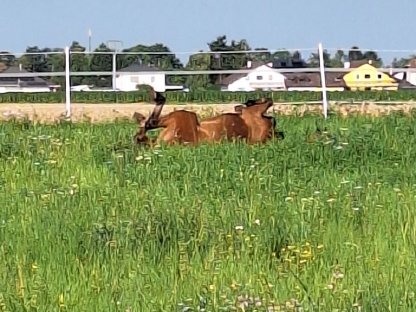 Bild 6:Vereinsmitglied mit Pferd bis Stockmaß 150cm gesucht
