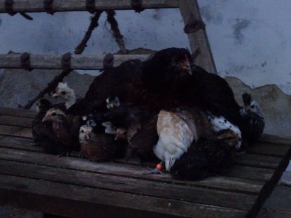 Bild 6:Araucana wildfarbig