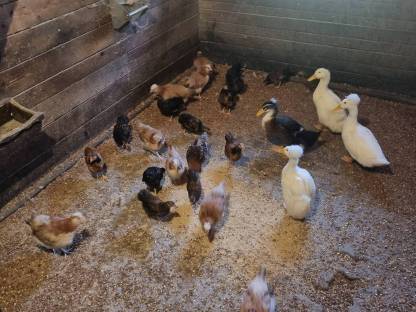 Sulmtaler Hühner zu verkaufen