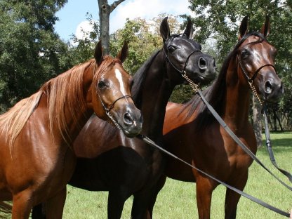 Bild 2:Pferdepfleger gesucht