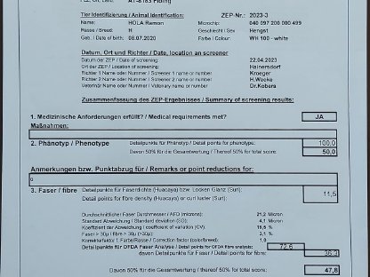 Bild 4:Alpakadeckhengst Weiß