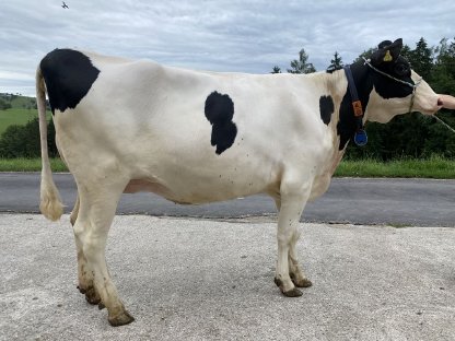 HOLSTEIN Erstkalbskuh