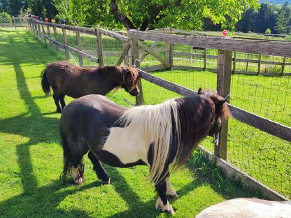 Minishetland Ponys