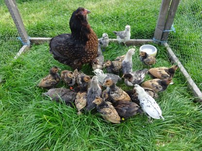 Bild 2:Araucana wildfarbig