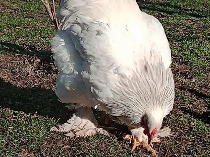 Brahma-Bruteier weiß-blau-columbia, Suche: Serama Malaysia