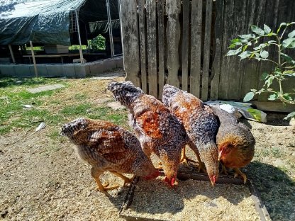 Bild 2:Bielefelder Hähne