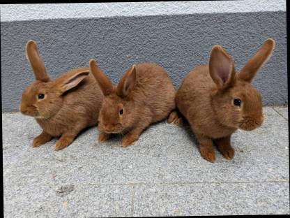 Rote Neuseeländer Kaninchen