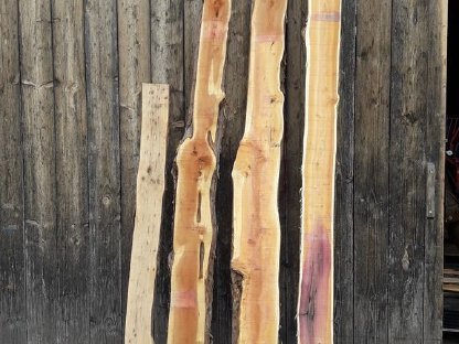 Bild 2:Eibe getrocknet