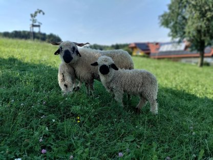 Bild 3:Walliser Schwarznasenschaf Widder
