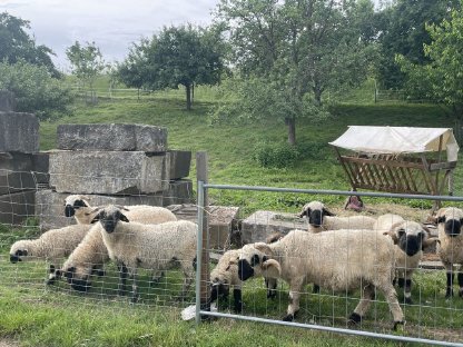 Walliser Schafe und Mischlinge