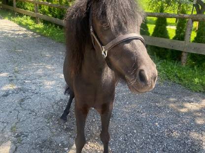 Austrian Pony
