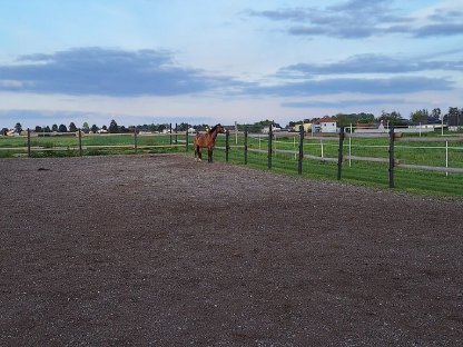 Bild 7:Vereinsmitglied mit Pferd bis Stockmaß 150cm gesucht