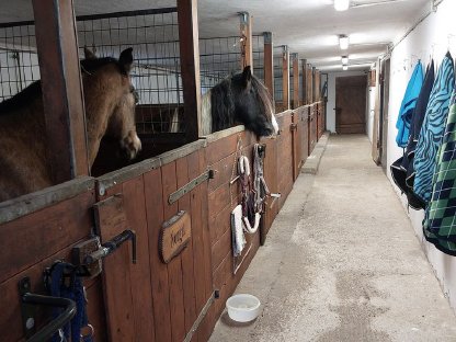 Bild 2:Vereinsmitglied mit Pferd bis Stockmaß 150cm gesucht