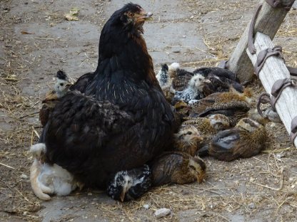 Bild 3:Araucana wildfarbig