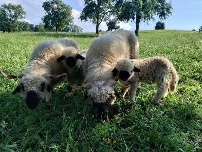 Bild 4:Walliser Schwarznasenschaf Widder