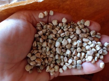 Bild 4:Bio Erbse, gereinigt, gesackt