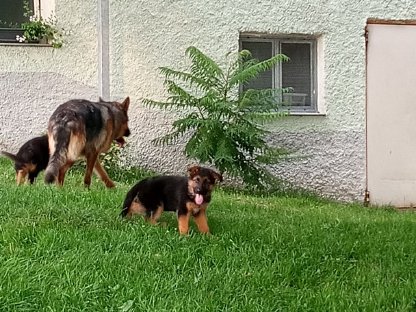 Reinrassige Deutsche Schäferhund-Welpen
