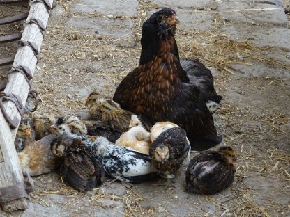 Bild 5:Araucana wildfarbig