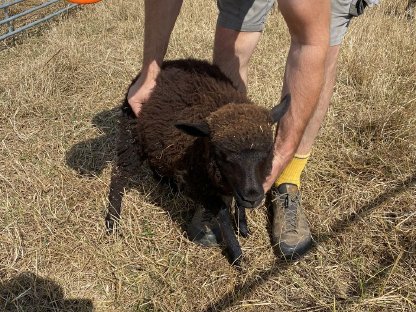 Bild 2:Bio Babydoll-Mischlingsschafe