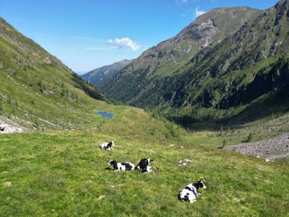 Jungviehaufzucht - Bio und konventionell möglich!