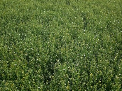 Bild 5:Bio Erbse, gereinigt, gesackt