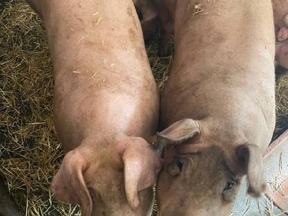 Mäster Duroc x Pietrain