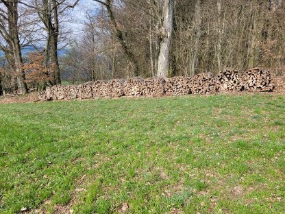 Bild 3:Buchenscheiter