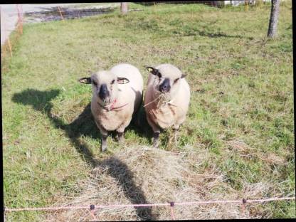 reinrassige weibliche Shropshire Schafe