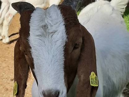 Bio-Burenziegenböcke aus HB-Betrieb