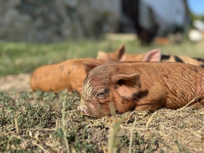 Bild 5:Warum Kune Kune besser sind als 'Minischweine'