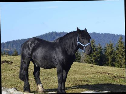 Bild 2:Zollner Schaunitz XVI Noriker Deckhengst