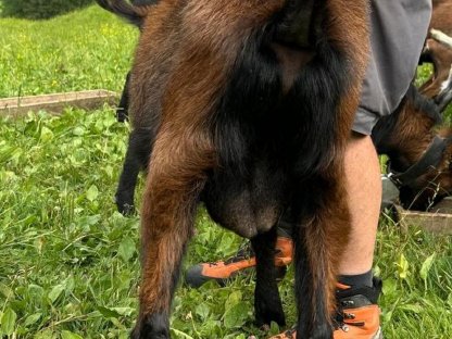 Bild 3:Pinzgauer Ziegenböcke HB und ohne HB zu verkaufen