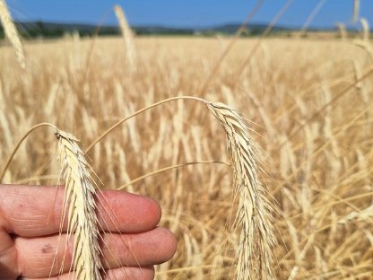 BIO Grünschnittroggen E. 2025 zu verkaufen