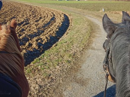 Bild 6:Einstellplatz Pferd