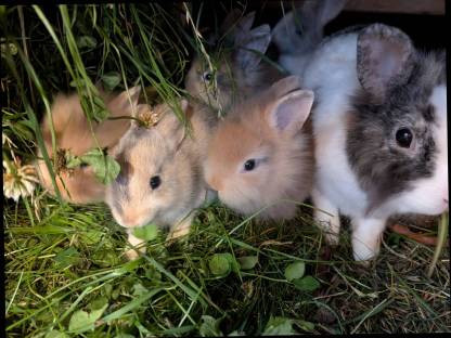 Bild 4:Löwenkopf Zwergkaninchen