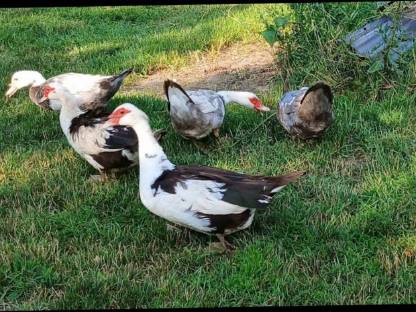 Bild 3:Moschusenten/Warzenenten